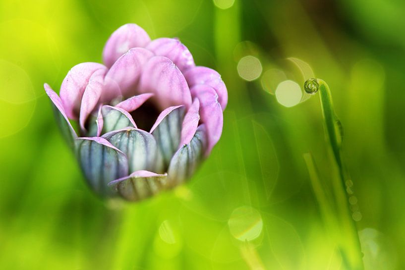 Fantasie in het veld von Irene Lommers
