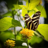 Vlinder: Geel / Zwarte Zebra Longwing
