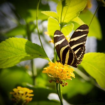 Vlinder: Geel / Zwarte Zebra Longwing van Guido Heijnen