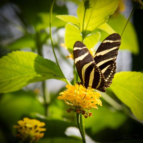 Butterfly: Yellow/Black Zebra Longwing