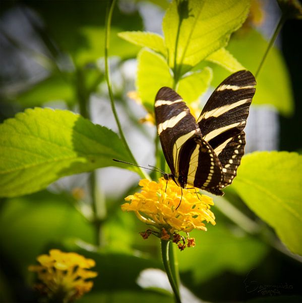 Papillon : Zèbre jaune/noir par Guido Heijnen