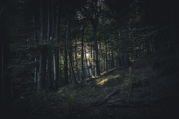WaldLICHTung