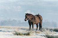 Exmoor pony met spreeuw in de winter van Maria-Maaike Dijkstra thumbnail