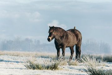 Exmoor pony met spreeuw in de winter van Maria-Maaike Dijkstra