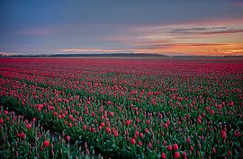 Tulpenveld in Schagen von Charelle Roeda
