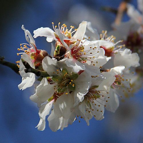 The White Blossom