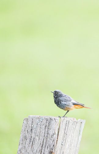 De zwarte roodstaart