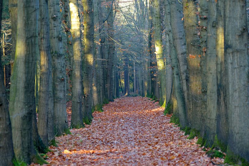 bospad donker bruin bomen by Petra De Jonge