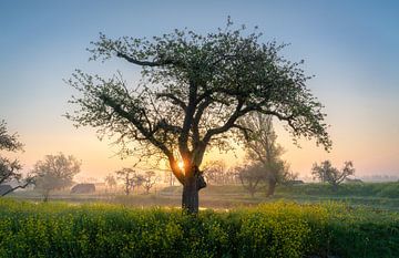 Le soleil qui brille à travers les branches sur Theo van Veenendaal