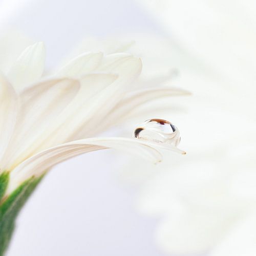 Druppel op witte Gerbera
