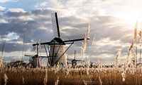 Windmills Wheat