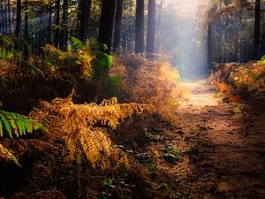 Ein schöner Herbstwald mit Sonnenharfen, die die Farne golden leuchten lassen