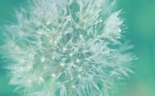 morning dew