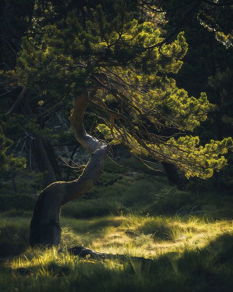 Sommerlicher Zauber im deutschen Wald von fernlichtsicht
