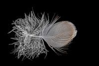 Down feather isolated on black