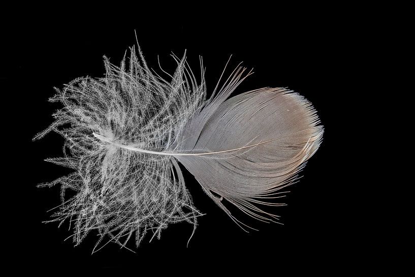 Down feather isolated on black by Hans-Jürgen Janda