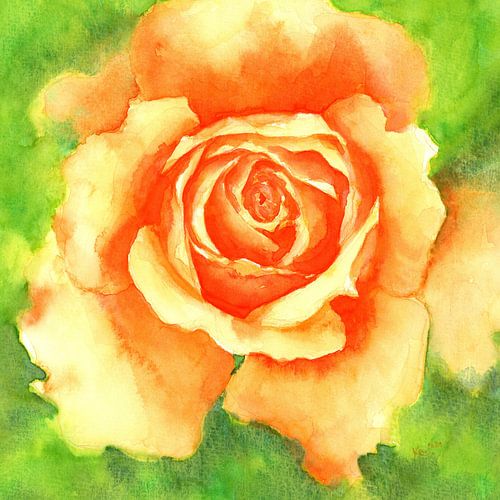 Pétales de rose orange dans le carré Aquarelle