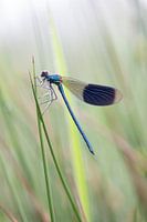 Meadow damselfly in the field