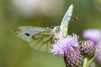 Pieris Napi