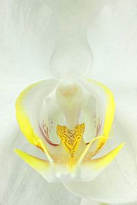 Witte Orchidee-3 van Rudy Umans