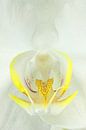 Witte Orchidee-3 van Rudy Umans thumbnail