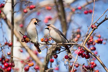 Vogels | Pestvogels in een sierappelboom van Servan Ott