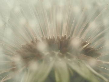 Botanisch vuurwerk (macro) van BHotography