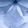 Weiße Orchidee, blau getönt, in Eis 1 von Marc Heiligenstein