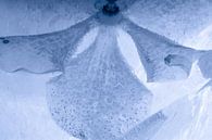 Witte orchidee, blauw getint, in ijs 1 van Marc Heiligenstein thumbnail