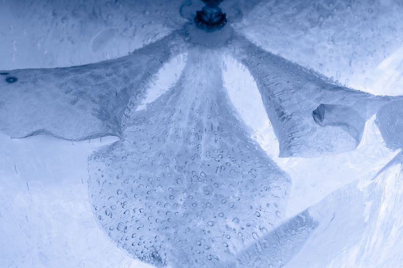 Weiße Orchidee, blau getönt, in Eis 1 von Marc Heiligenstein