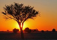 Sonnenaufgang in Botswana von W. Woyke Miniaturansicht