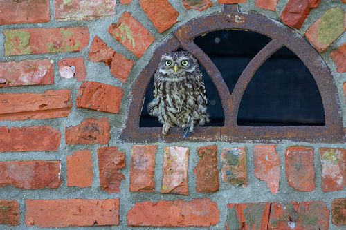 Steenuil, kijkend naar de camera