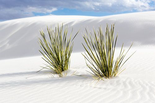 Gipskristallen zandduinen in White Sands National Monument - New Mexico