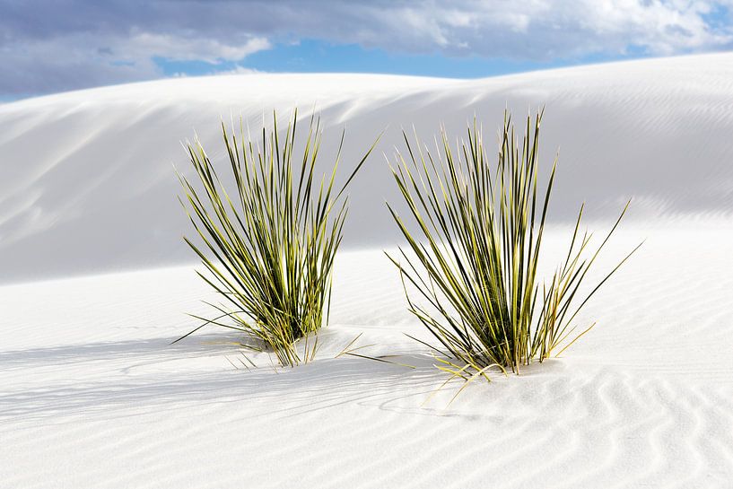 Gipskristallen zandduinen in White Sands National Monument - New Mexico van Guido Reijmers