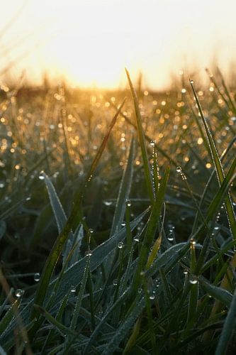 Shimmering droplets on the grass at sunrise