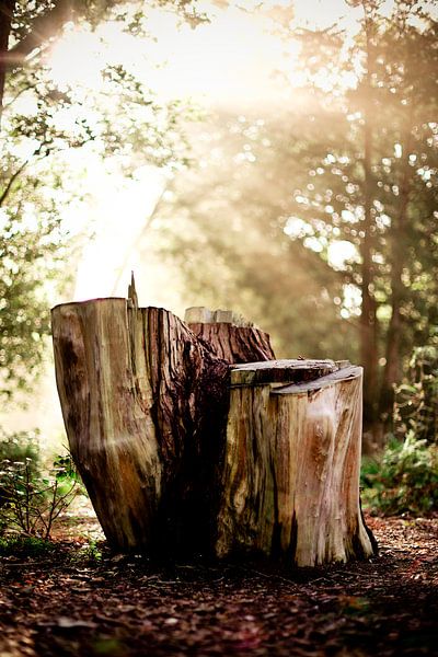 Tree trunks in sun rays by Mandy Grootveld