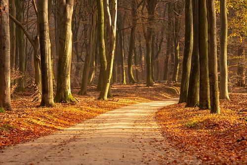 Herfstkleuren in het bos