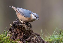 Boomklever by Marcel Klootwijk