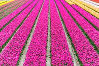 Violette Tulpen von Patrick Verhoef Miniaturansicht
