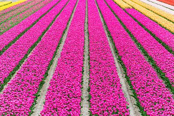 Purple tulips in  a beautiful field by Patrick Verhoef