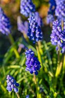 Hyacinth