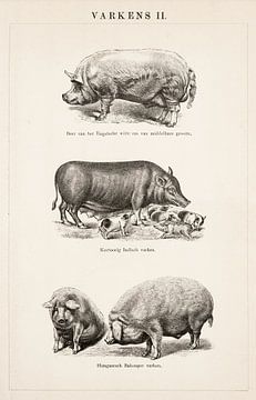 Vintage engraving Pigs II by Studio Wunderkammer