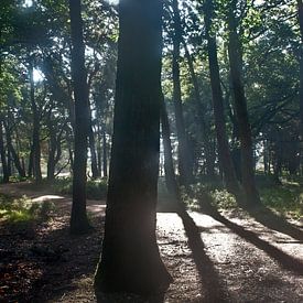 Schatten der Wirklichkeit von Mark Balster