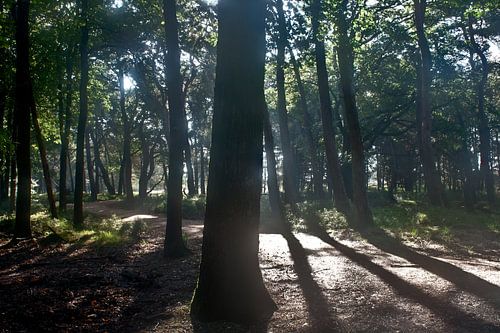 Schaduw tegenover realiteit