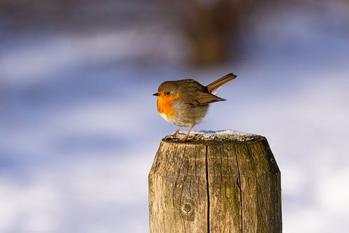 Ein Rotkehlchen auf einer Stange