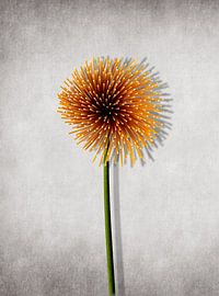 Pasta Flower by DadArt