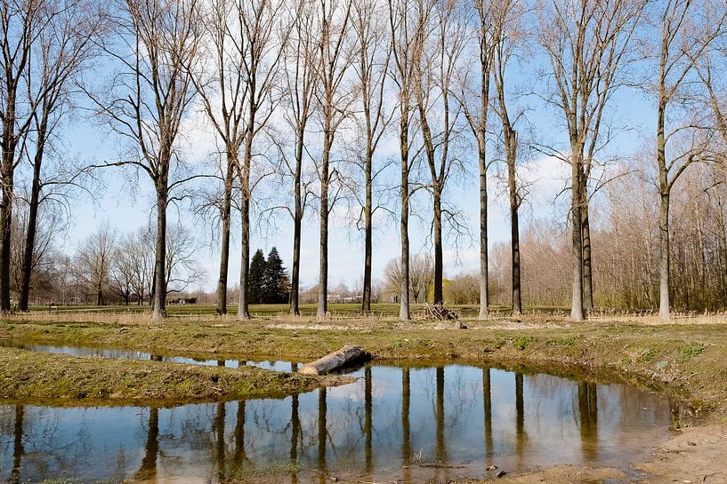 Gespiegelte Bäume - Vorfrühling - in Puyenbroeck, Flandern, Belgien von Marie-Lise Van Wassenhove