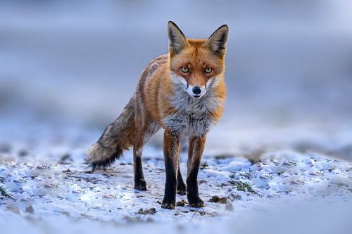 pretty young red fox standing in a snowy forest in winter by Mario Plechaty Photography