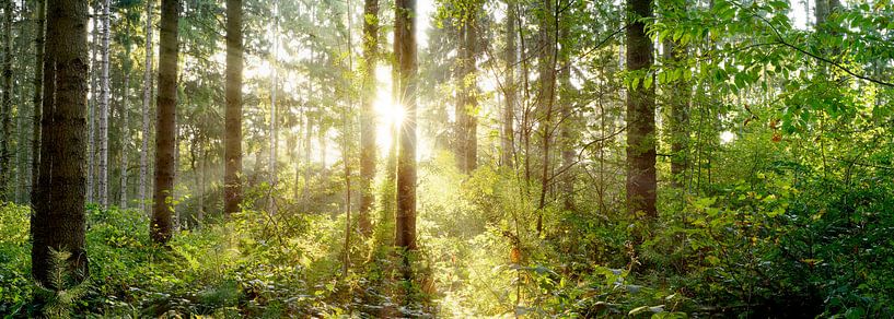 Lever de soleil dans la forêt par Günter Albers