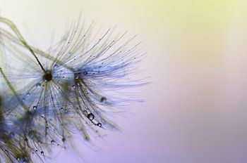 Dandelion macro photography